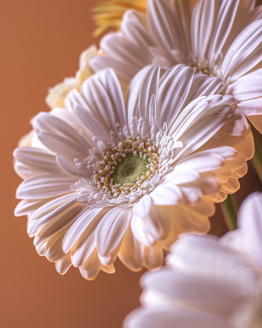 Fotografia em close de flores brancas