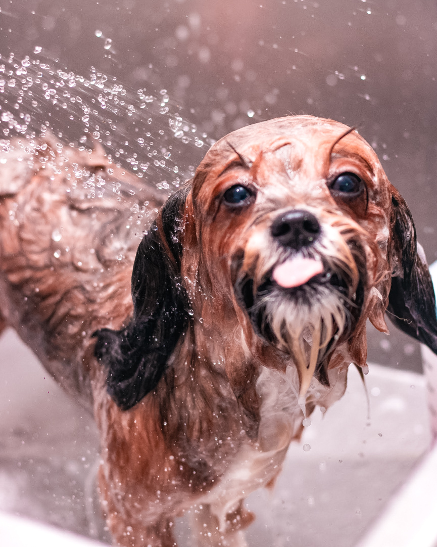 Fotografia em close de cachorro durante o banho